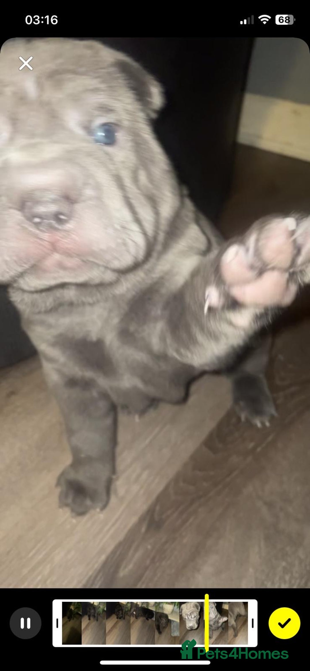 Shar Pei dogs for sale: 2 beautiful full shar pei boys !!!  - Image 5