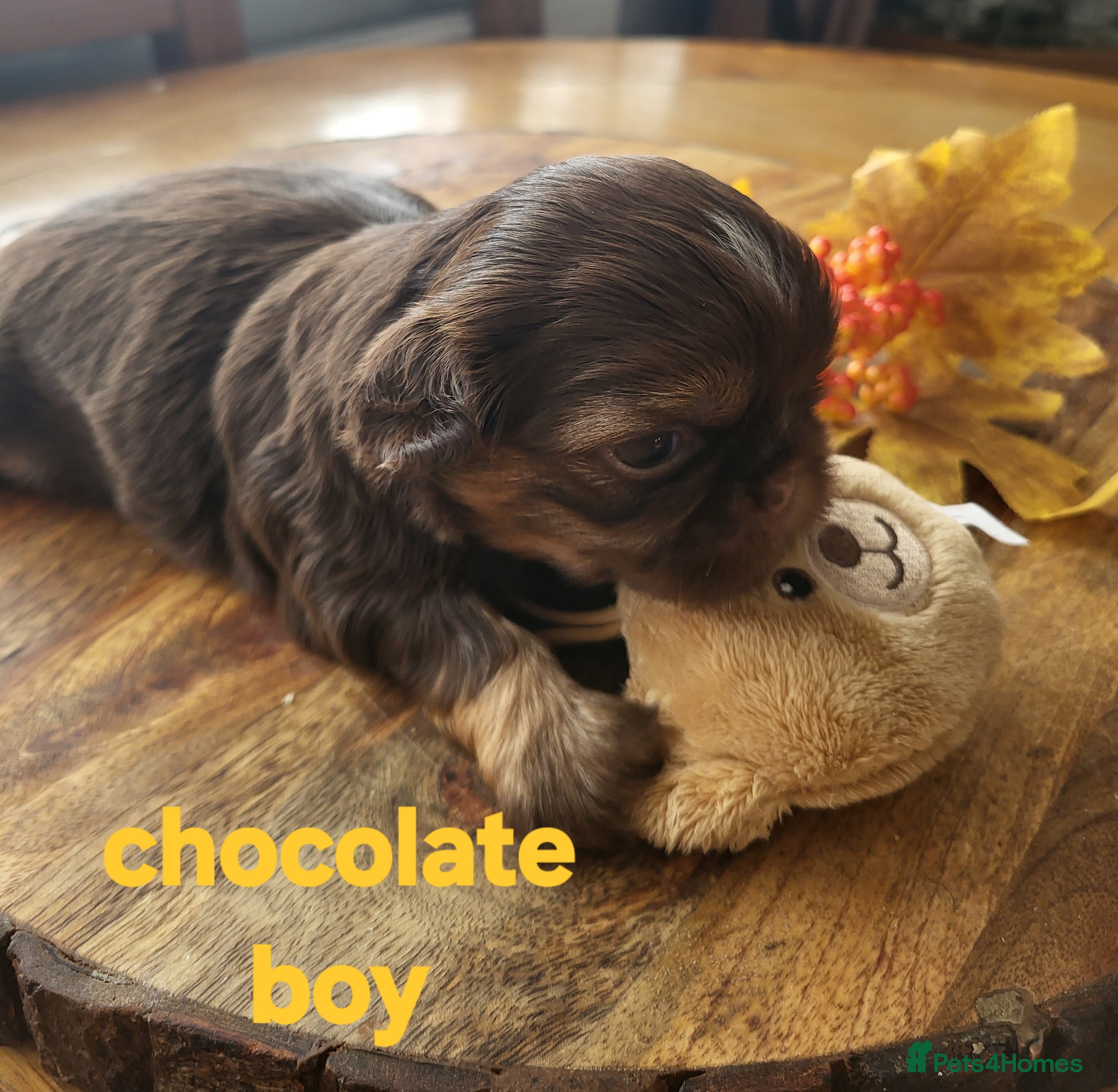 Shih Tzu dogs Quality shih tzu  - Advert 8