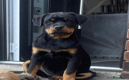 Rottweiler dogs for sale: Kc Show Quality Puppy Bitch!! in Chester-le-Street - Image 2