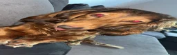 Miniature Dachshund dogs for sale: Rehoming🏡 - Advert 4
