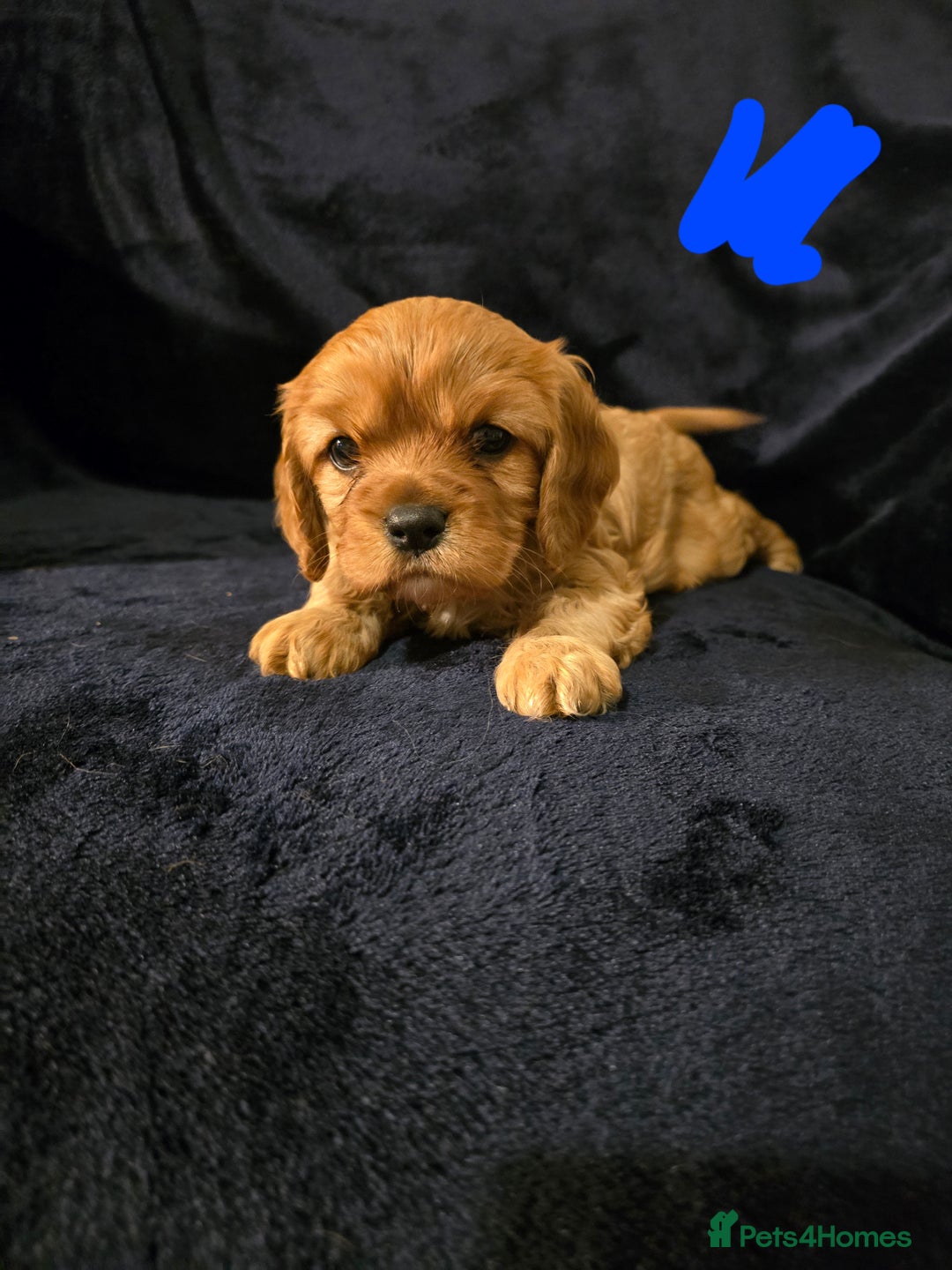 Cavalier King Charles Spaniel dogs for sale: Ruby cavalier king charles puppies  - Image 2