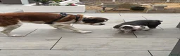 Saint Bernard dogs for sale: Female Saint Bernard  in Stevenage - Advert 1