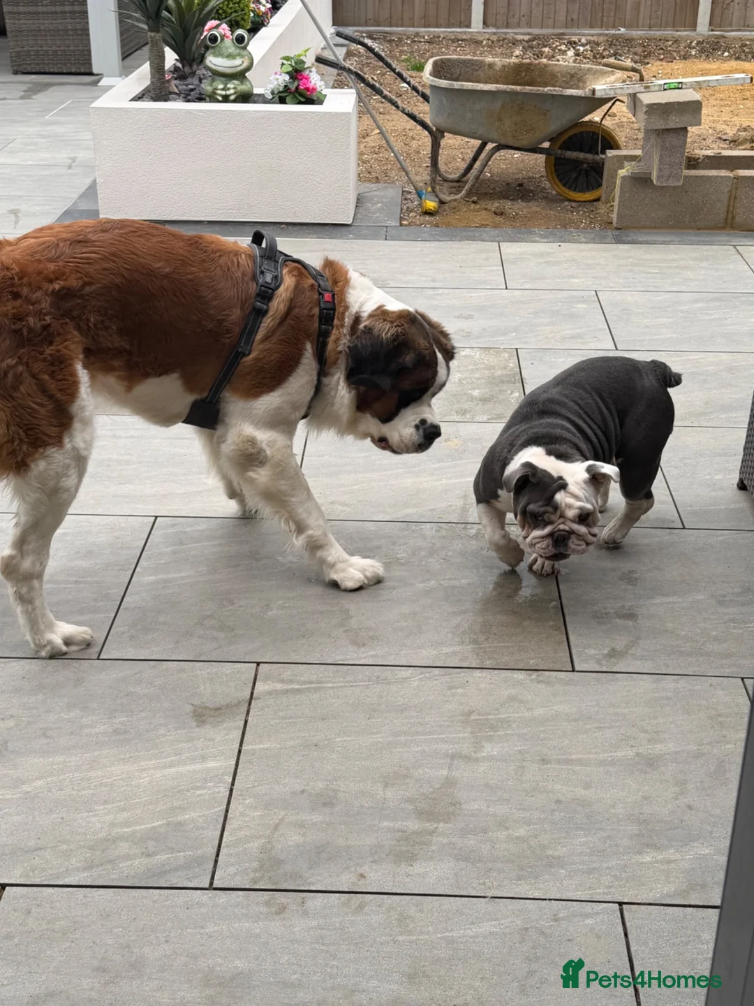 Saint Bernard dogs for sale: Female Saint Bernard  in Stevenage - Advert 1
