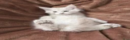 Maine Coon cats for sale: Bear Paw (🐾🐻 polydactyl) Maine Coon kittens TICA - Advert 32