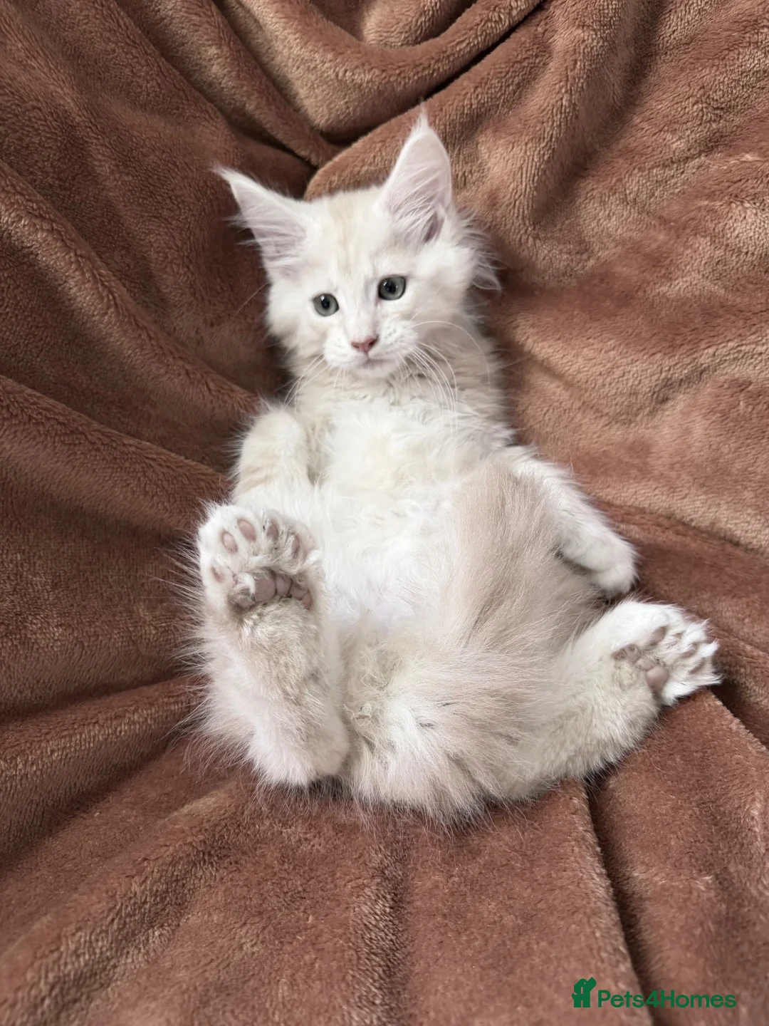 Maine Coon cats for sale: Bear Paw (🐾🐻 polydactyl) Maine Coon kittens TICA - Advert 32