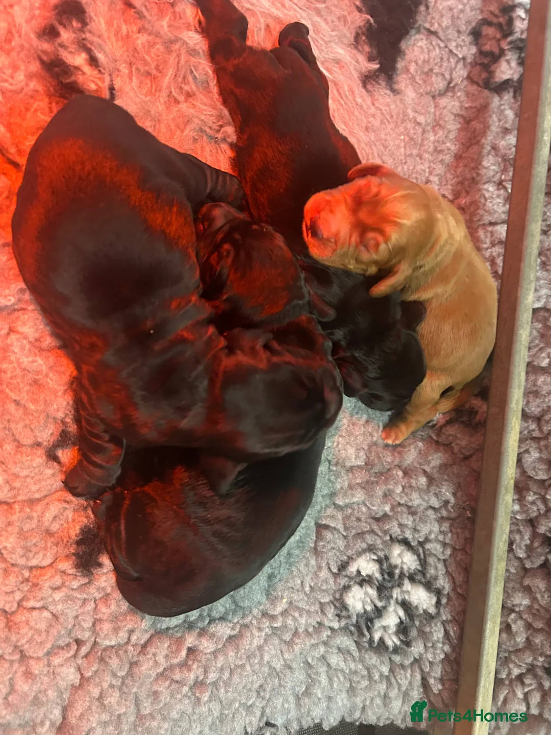 Cocker Spaniel dogs for sale: Exceptional well bred KC Cocker Spainel puppies  - Advert 2