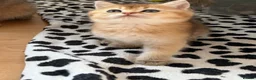 British Longhair cats for sale:  NY12 GOLDENSHADED White colour point  - Advert 17