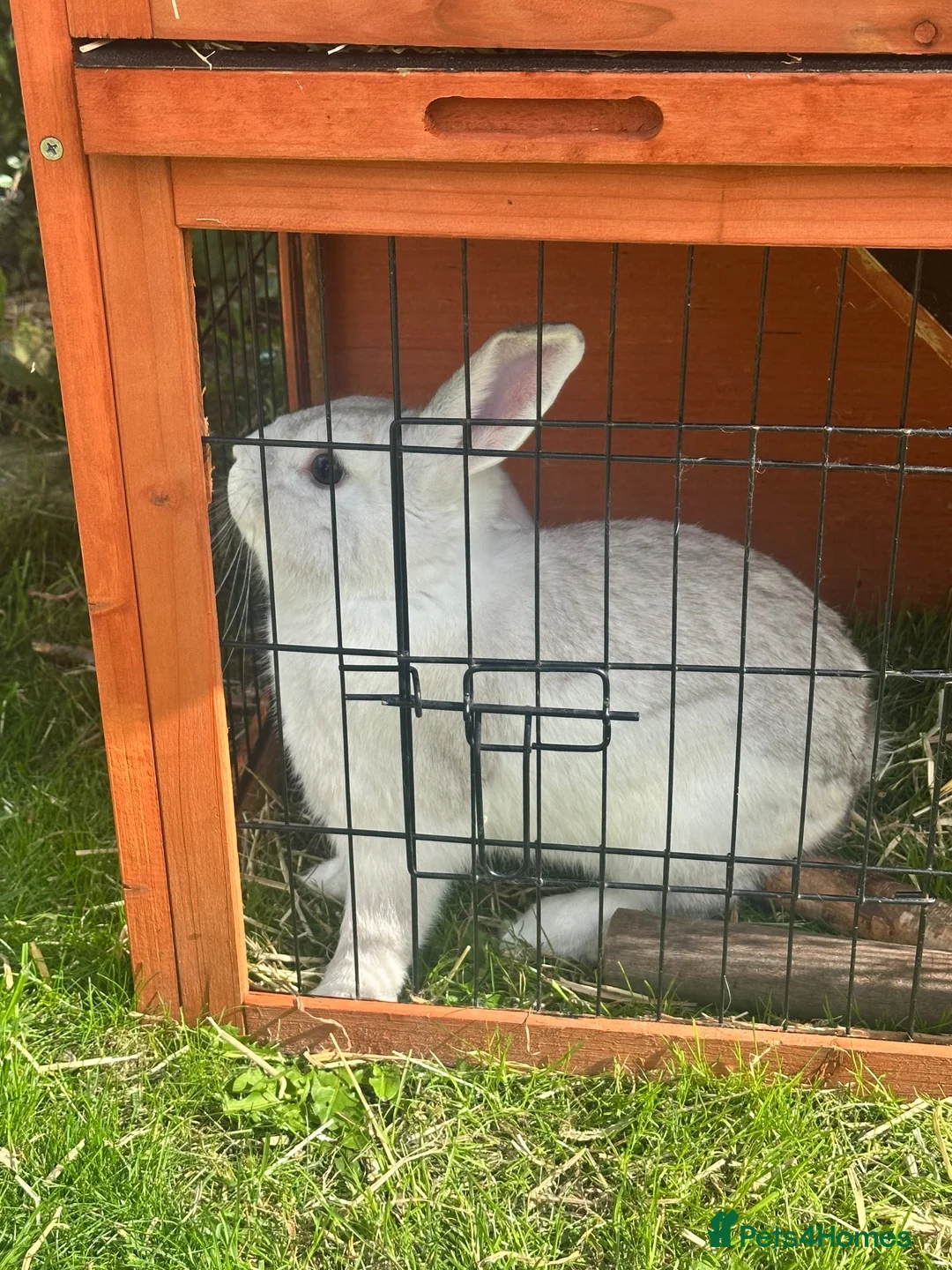 English Lop rabbits for sale: Lop eared rabbit in Leeds - Advert 3