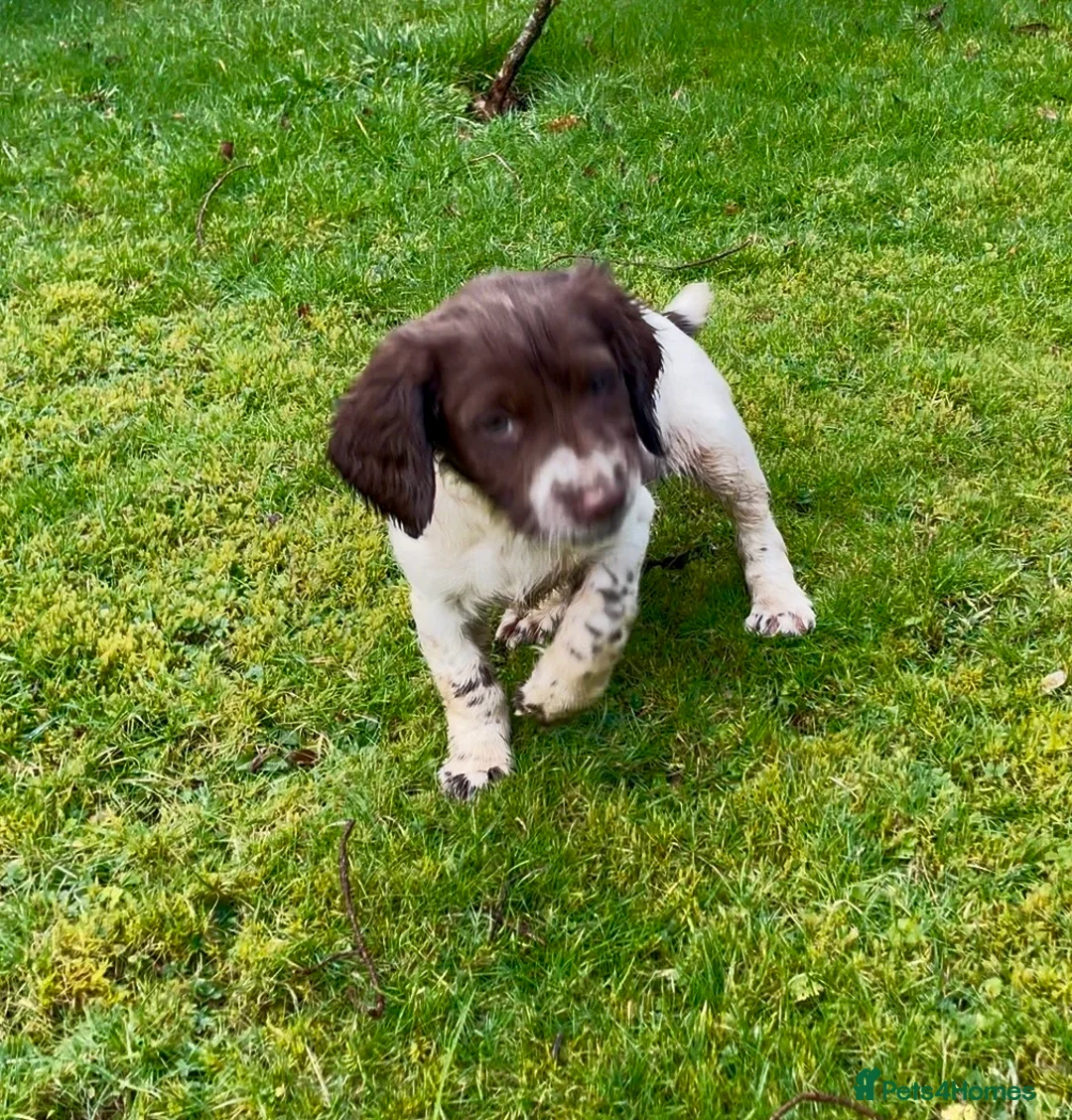 English Springer Spaniel dogs for sale: Dog puppies  - Advert 6