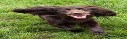 Sprocker dogs for sale: Ella is looking for a forever home  - Advert 2