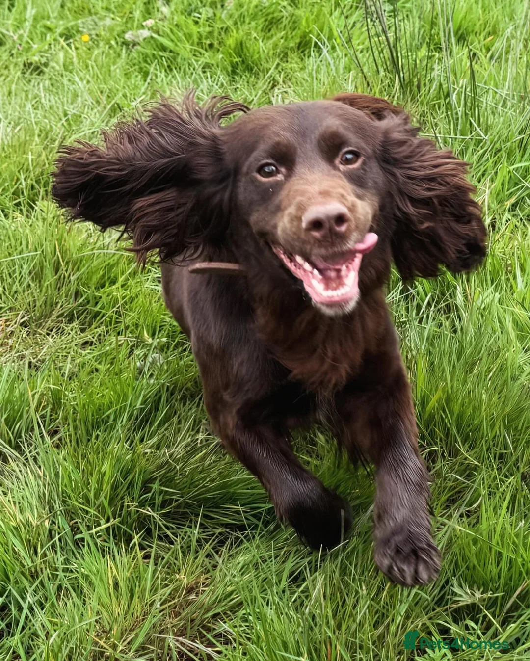 Sprocker dogs for sale: Ella is looking for a forever home  - Advert 2