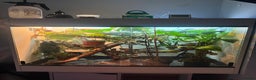 Chameleon reptiles for sale: Ambilobe panther chemelon  - Advert 2