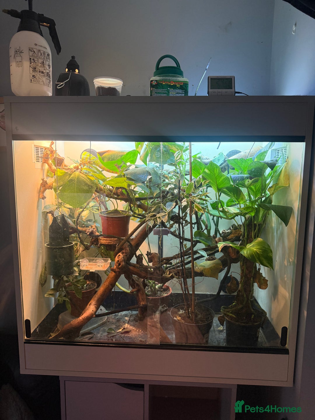 Chameleon reptiles for sale: Ambilobe panther chemelon  - Advert 2