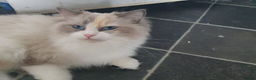 Ragdoll cats for sale: Two year old female ragdoll in Hartlepool - Advert 1