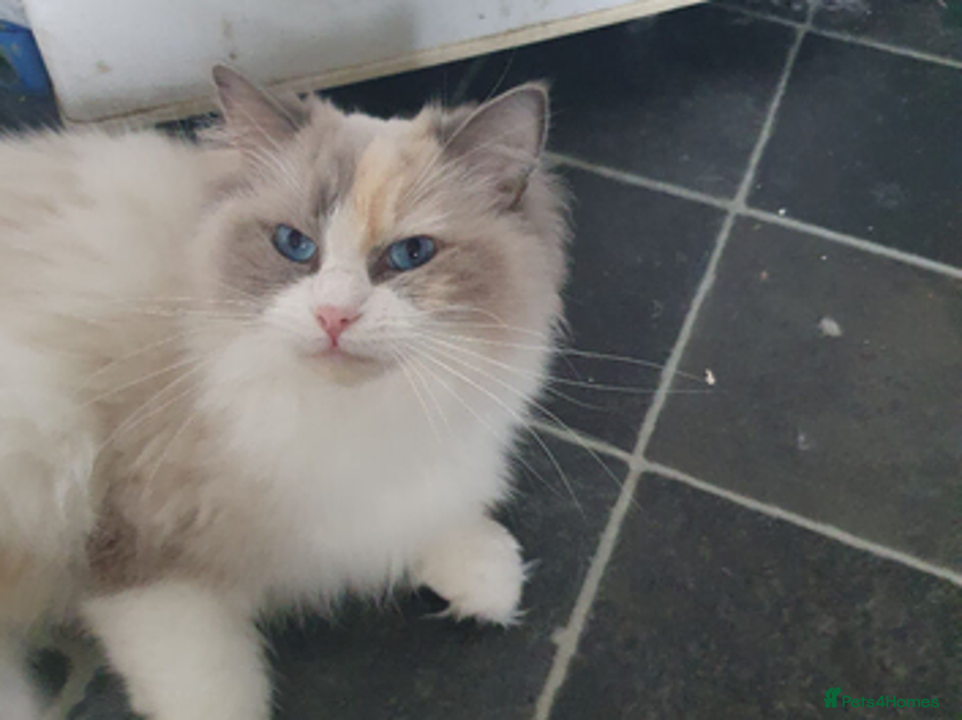 Ragdoll cats for sale: Two year old female ragdoll in Hartlepool - Advert 1