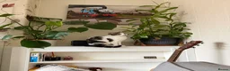 Mixed Breed cats for sale: Two energetic brothers looking for a home  - Advert 6