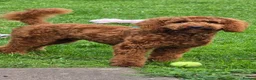Cockapoo dogs for sale: 1-Year-Old Cockapoo Looking for His Forever Home in Norwich - Advert 12