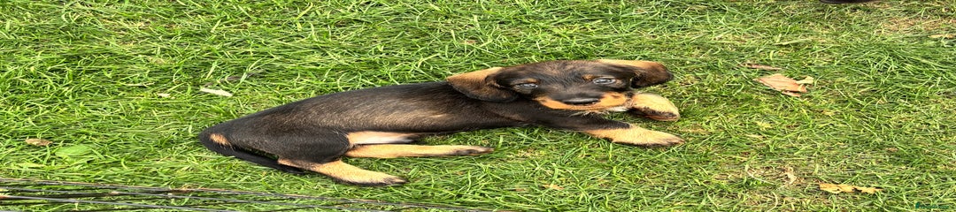 Dachshund Puppy 2