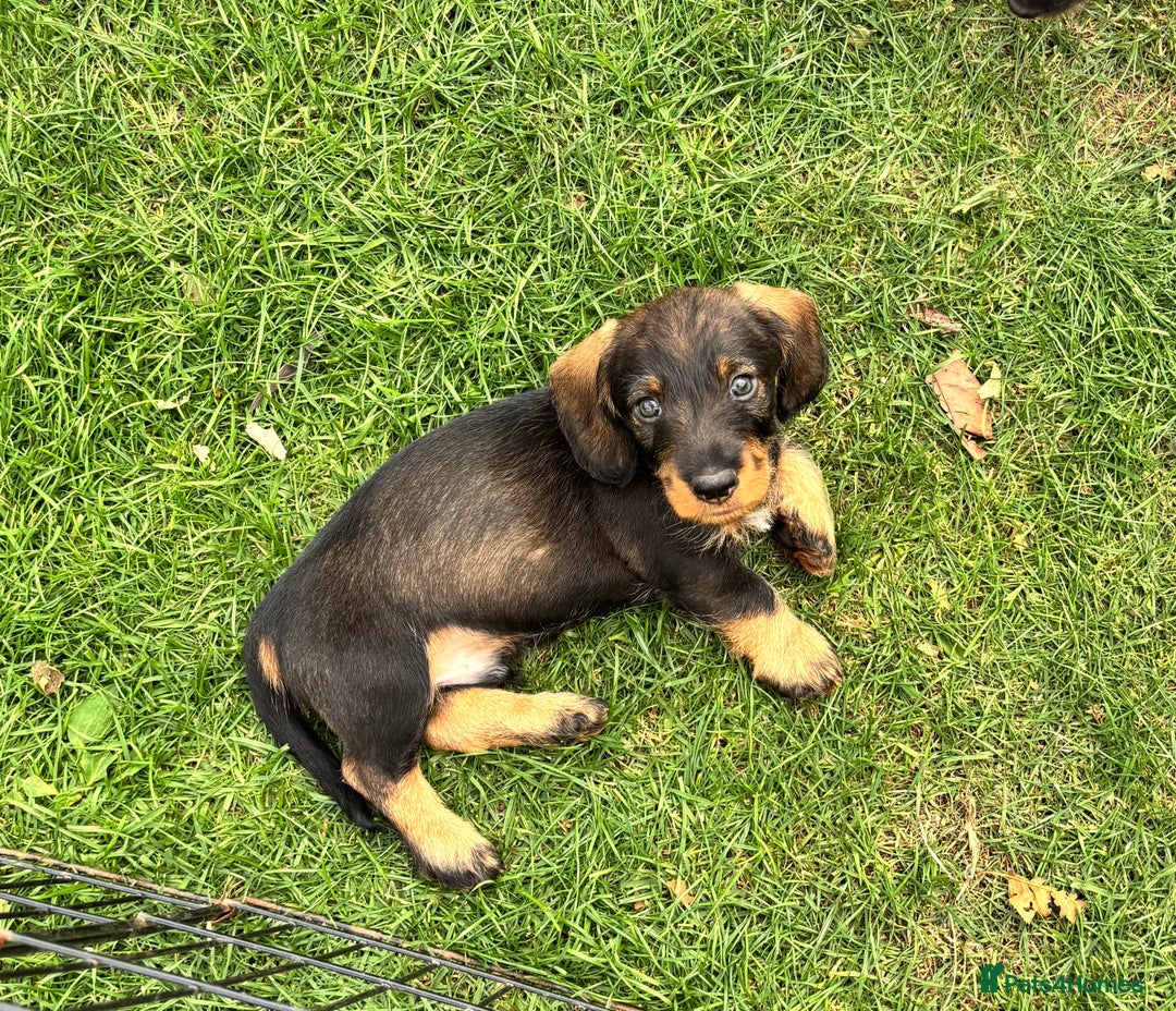 Dachshund dogs for sale: Wirehaired dachshund (Teckel) puppies - Image 2
