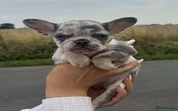 French Bulldog dogs for sale: *REDUCED* Beautiful male  French bulldog puppy  - Image 8