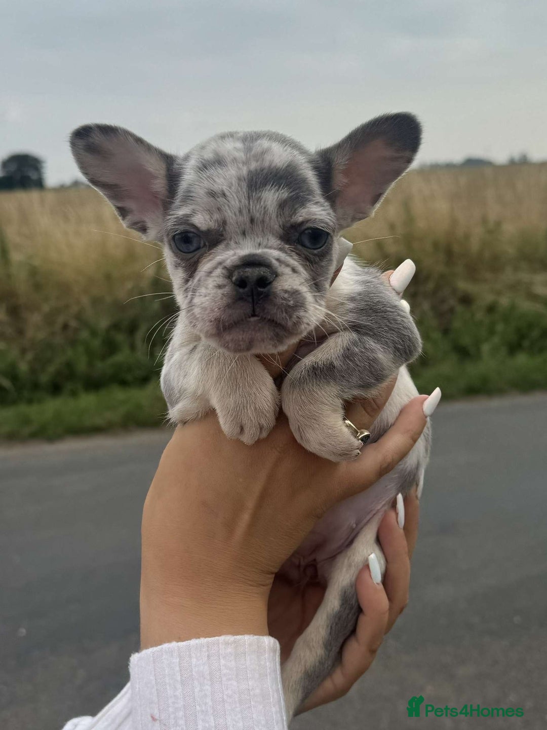 French Bulldog dogs for sale: *REDUCED* Beautiful male  French bulldog puppy  - Image 8