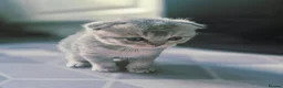Scottish Fold cats for sale: Scottish Fold/ Straight kittens  in Ripon - Advert 21