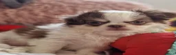 Chihuahua dogs for sale: READY NOW KC reg CHIHUAHUA Long coat chocolate boy - Advert 10