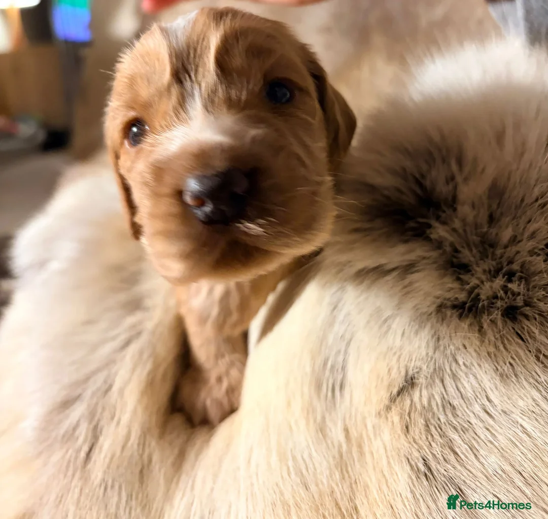 Cocker Spaniel dogs for sale: ✨ Working Cocker Spaniel pups, ready 7th March ✨ - Advert 23