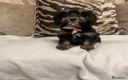 Cavapoo dogs for sale: Cavapoo puppies  - Advert 7