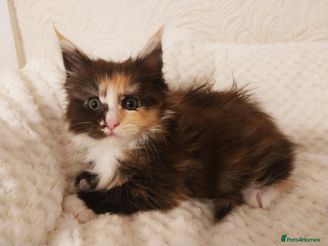 Maine Coon cats for sale: Maine Coon Kittens Polydactyl. Tortie. White - Image 9