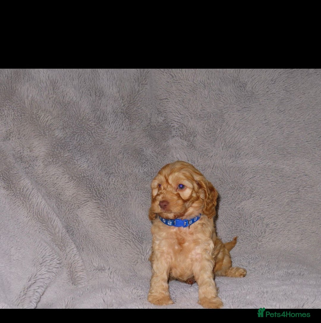 Cockapoo dogs for sale: Cockerpoo puppies  - Advert 9