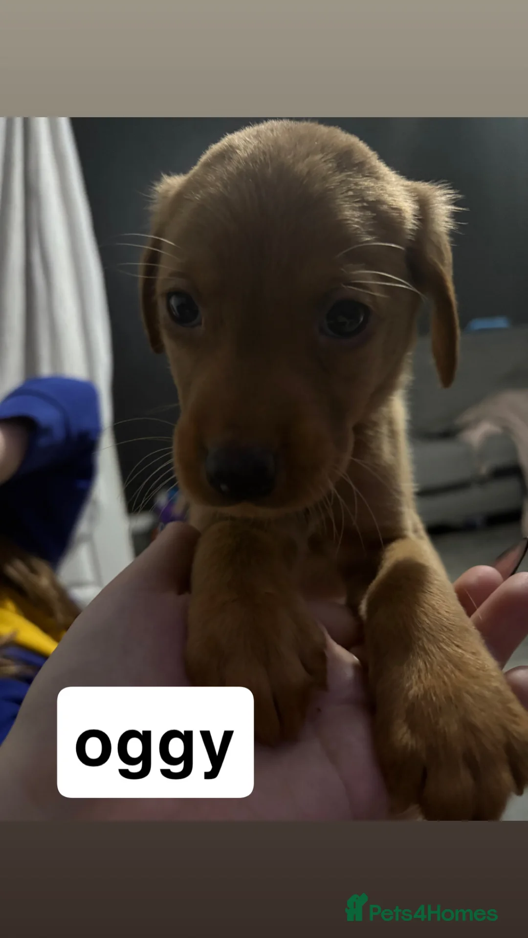Labrador Retriever dogs for sale: Fox Red Labradors - Advert 6
