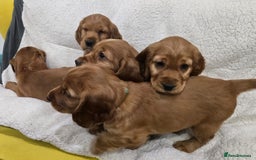 Cocker Spaniel dogs for sale: 🐾 Adorable Cocker Spaniel Puppies for Sale! 🐾 - Image 6