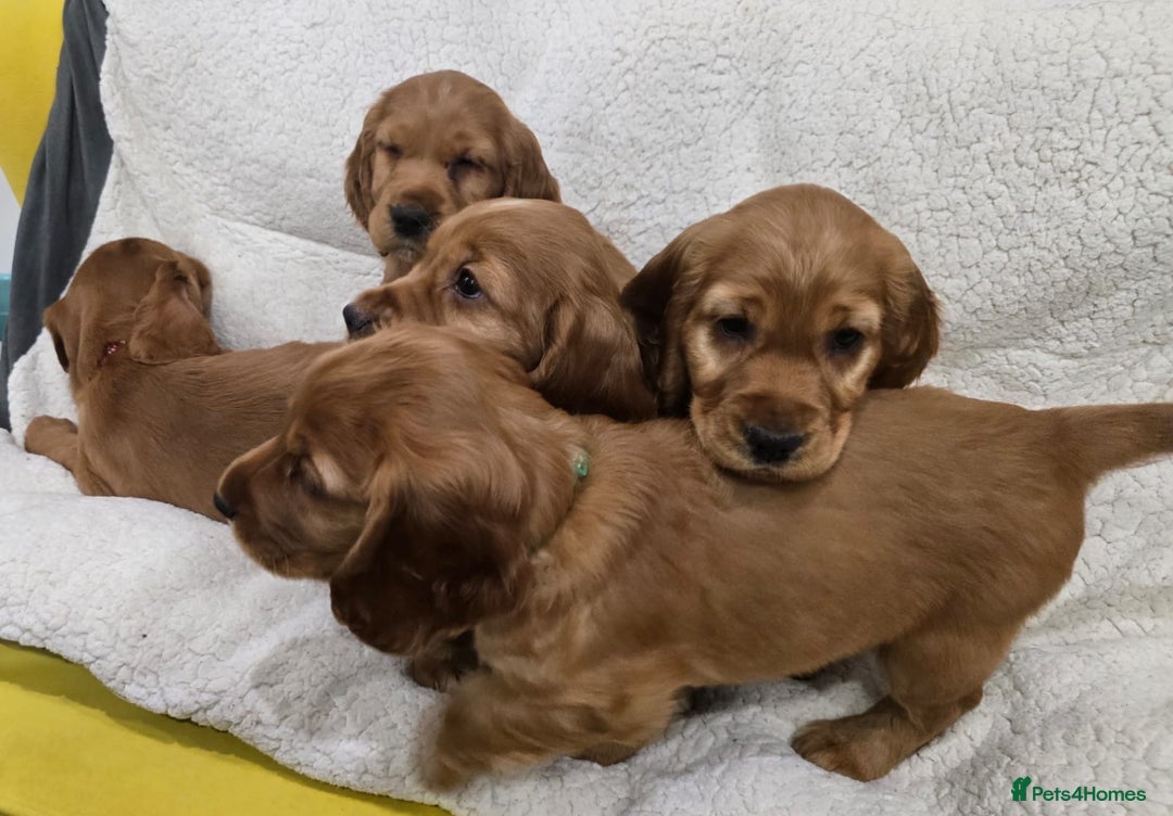 Cocker Spaniel dogs for sale: 🐾 Adorable Cocker Spaniel Puppies for Sale! 🐾 - Image 6
