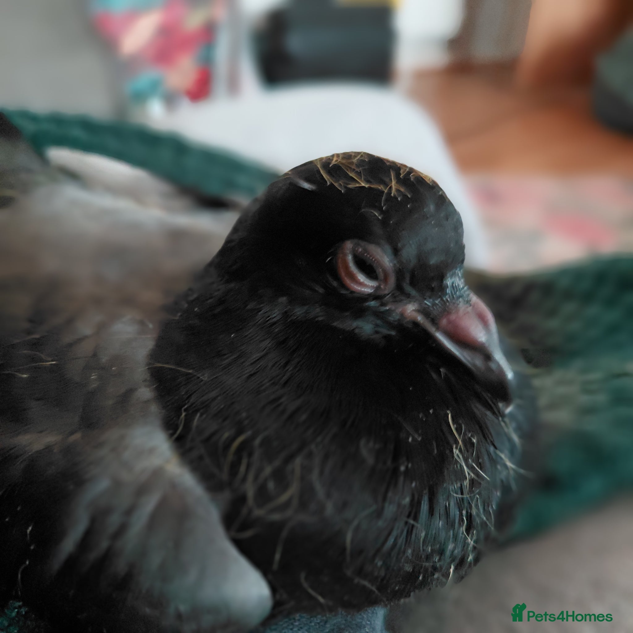 Pigeons birds A Pretty little pigeon (free) - Advert 1