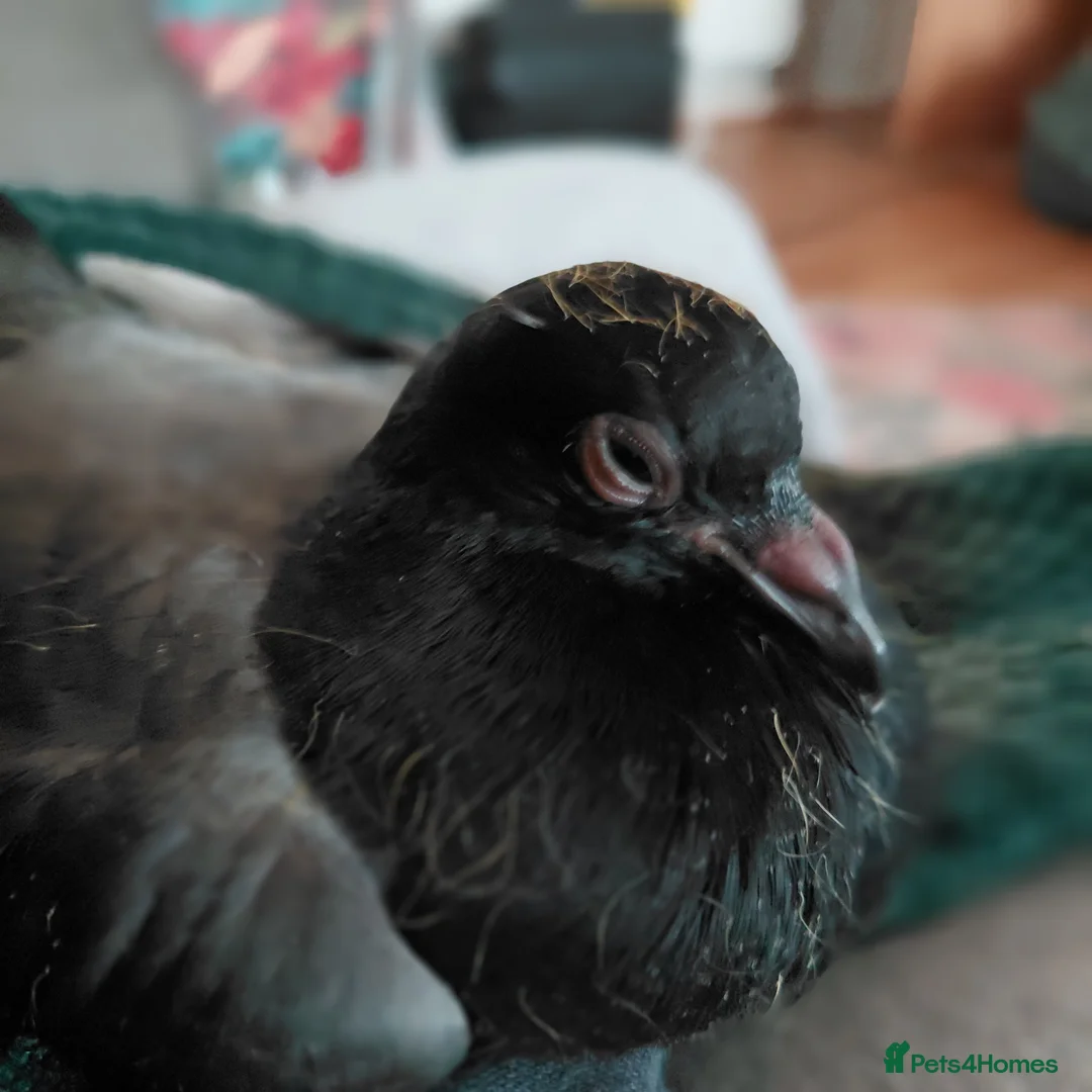 Pigeons birds for sale: 4 weeks old A Pretty little pigeon (free) - Advert 1