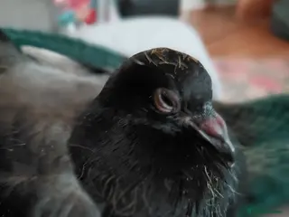 Pigeons birds for sale: 4 weeks old A Pretty little pigeon (free) - Advert 1