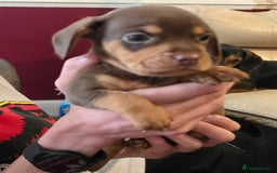 Mixed Breed dogs for sale: One lovely French Bulldog x Dachshund boy  Puppies - Image 6