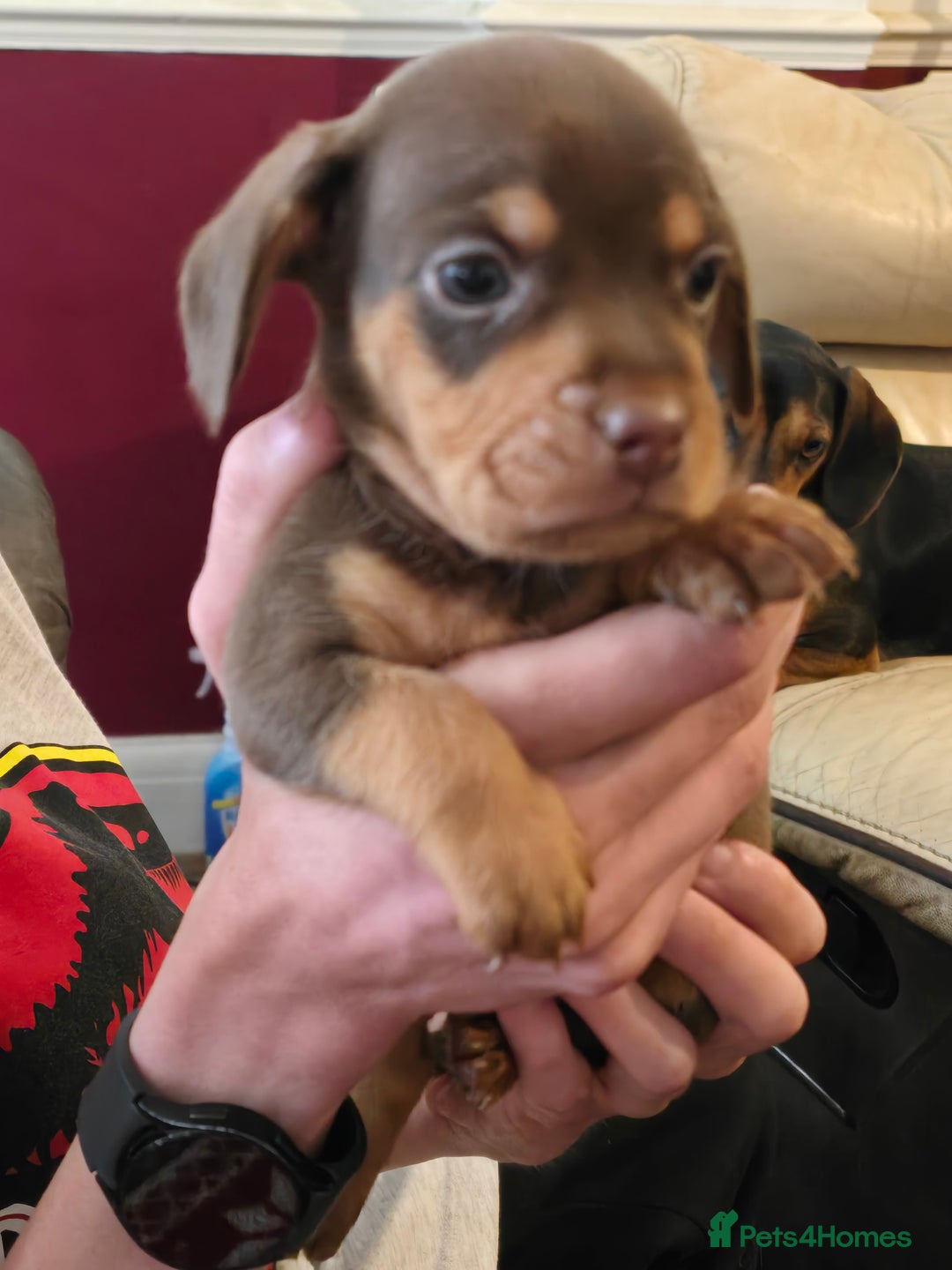 Mixed Breed dogs for sale: One lovely French Bulldog x Dachshund boy  Puppies - Image 6