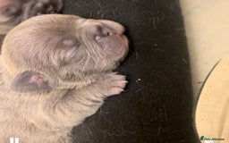 French Bulldog dogs for sale: Beautiful frenchies for sale  - Image 1