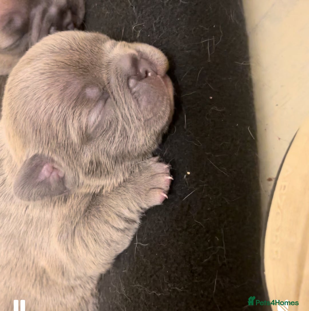 French Bulldog dogs for sale: Beautiful frenchies for sale  - Image 1