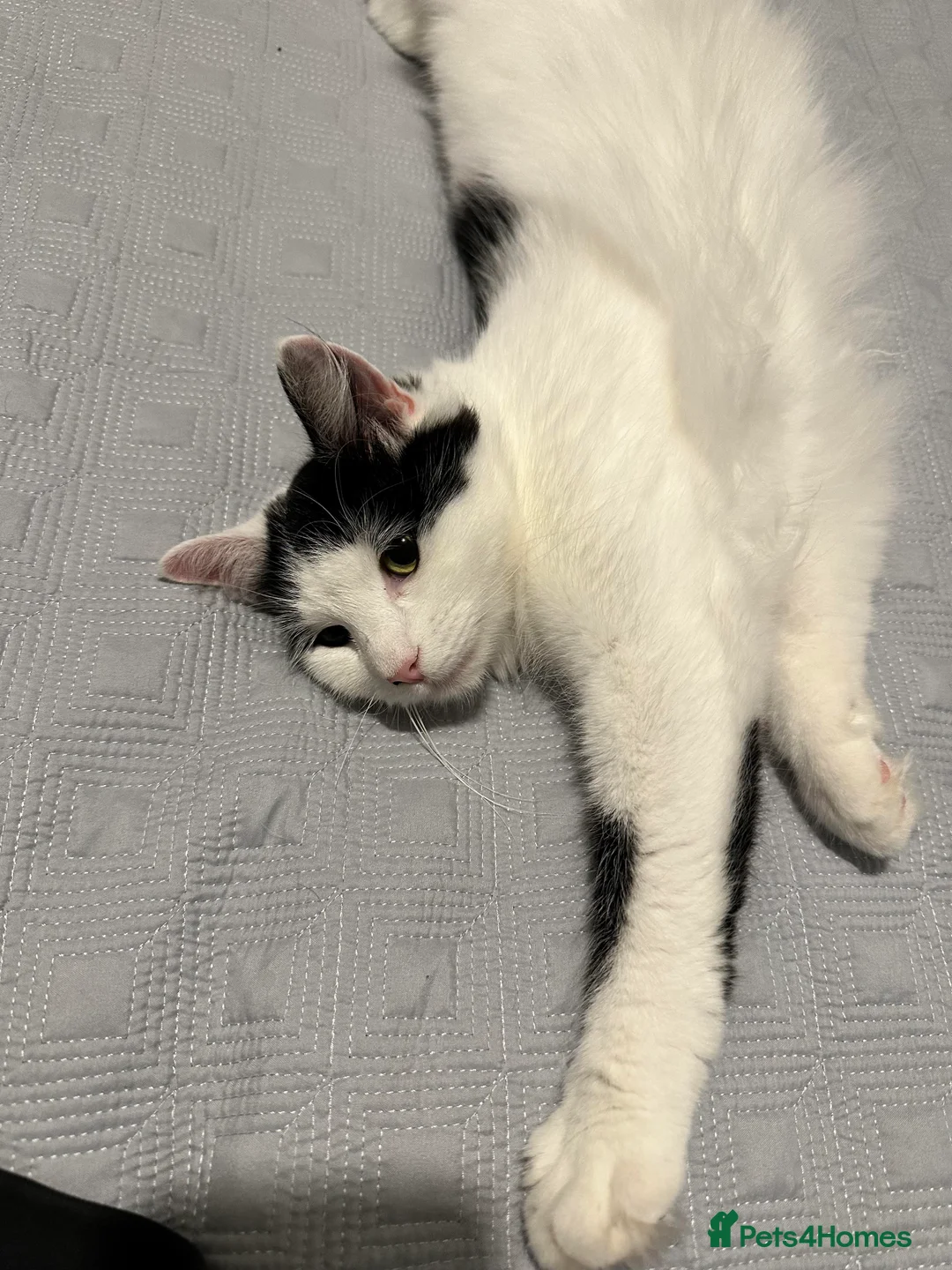 British Longhair cats for sale: 3 year old female  - Advert 2