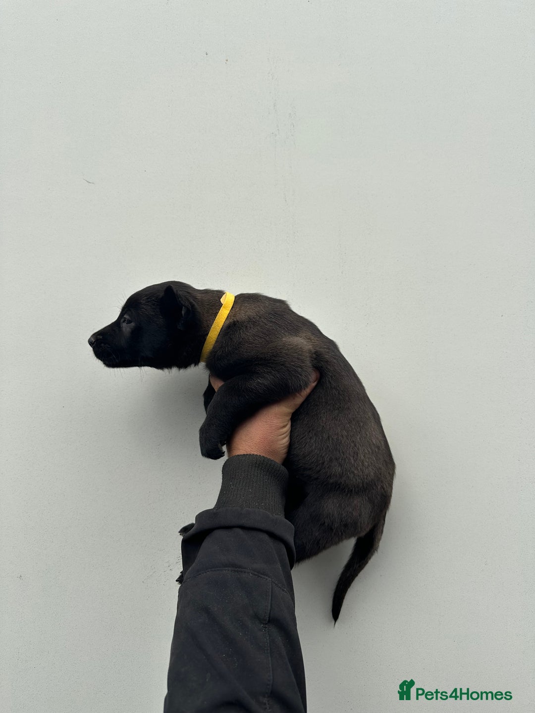 Belgian Shepherd Dog dogs for sale: Belgian Malinois Puppies For Sale  - Image 12