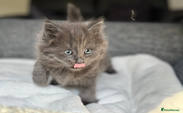 British Longhair cats - Advert 12
