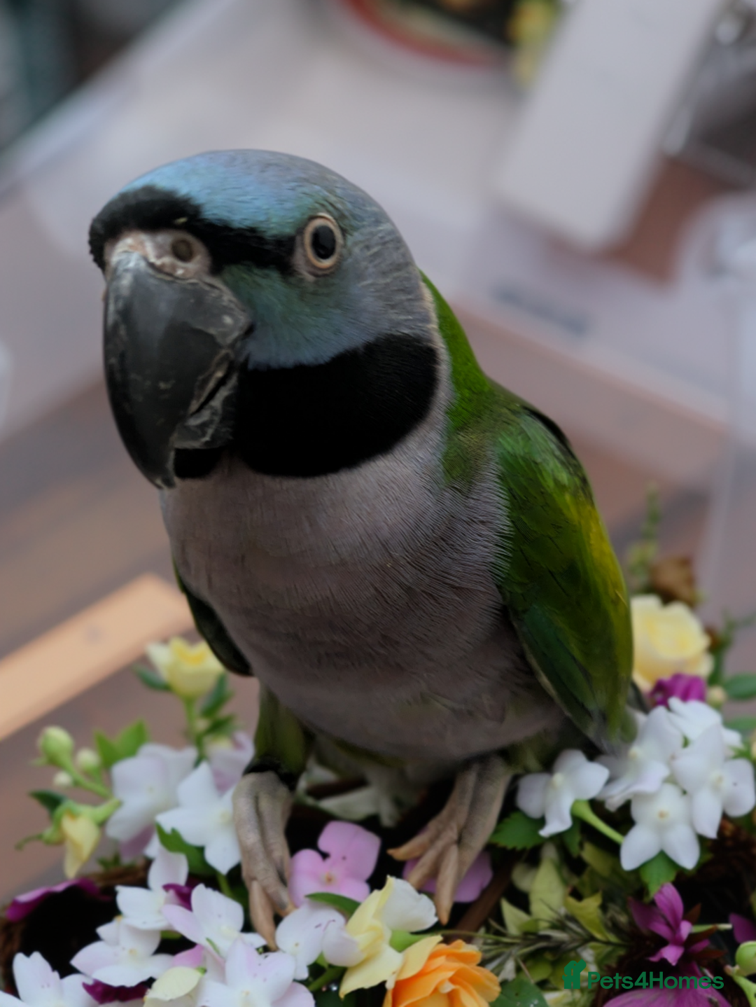 Parakeets birds for sale: Chinese Parakeet Derbyan Parakeet friendly - Advert 25