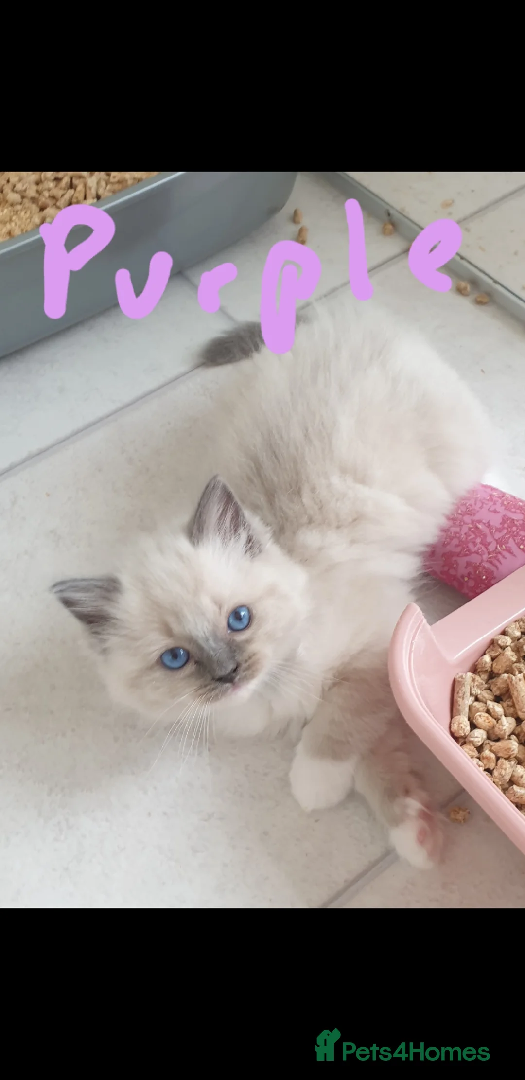 Ragdoll cats for sale: Gorgeous Ragdoll Girls - Advert 2