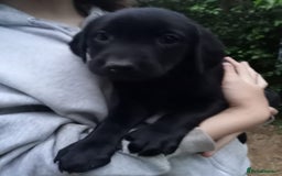 Labrador Retriever dogs for sale: KC Registered Labrador Retriever Puppies in Ross-on-Wye - Image 26