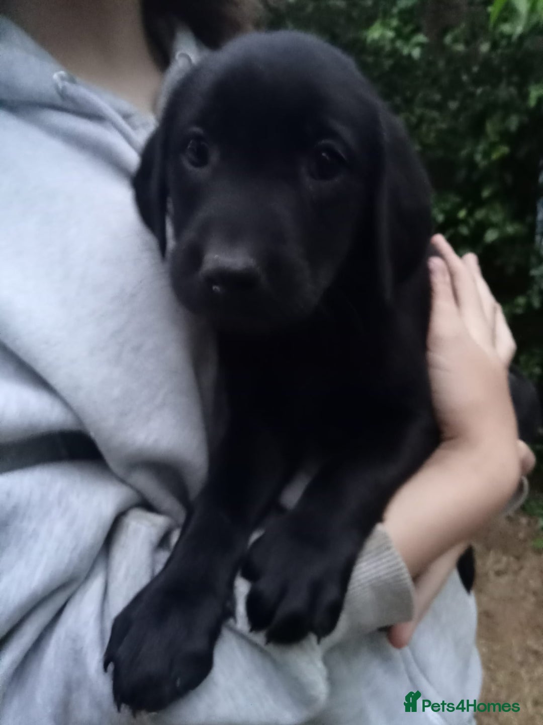 Labrador Retriever dogs for sale: KC Registered Labrador Retriever Puppies in Ross-on-Wye - Image 26
