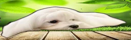 Maltese dogs for sale: Show quality Maltese  - Advert 2