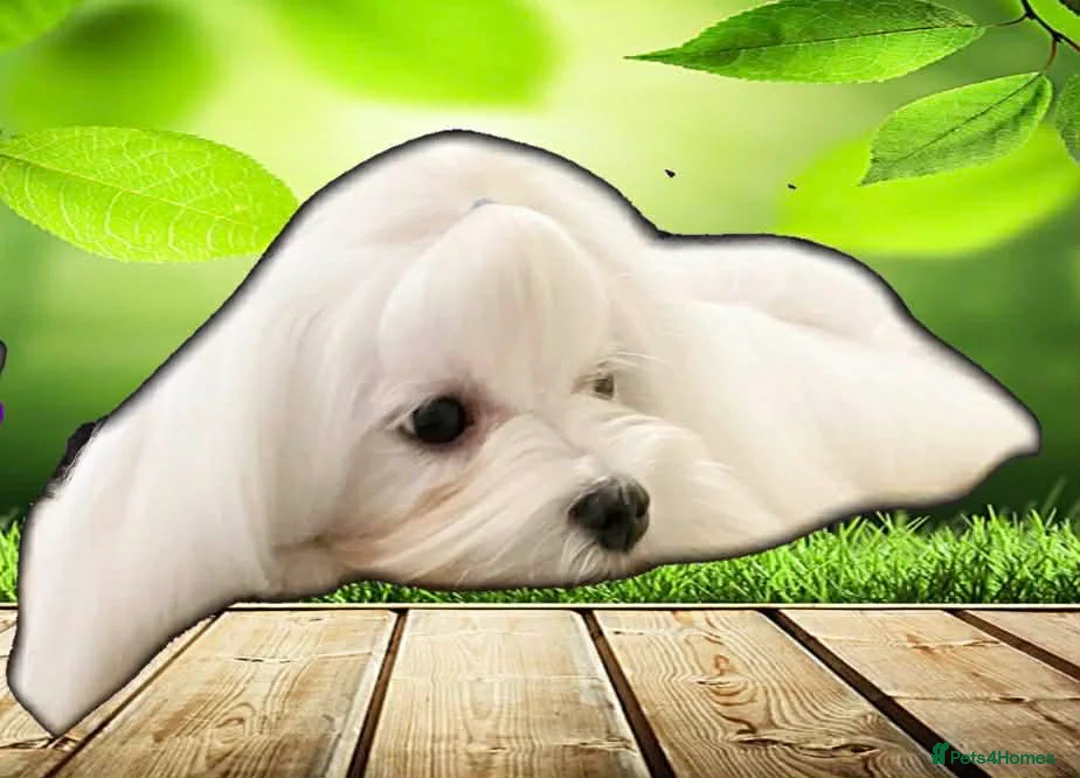 Maltese dogs for sale: Show quality Maltese  - Advert 2
